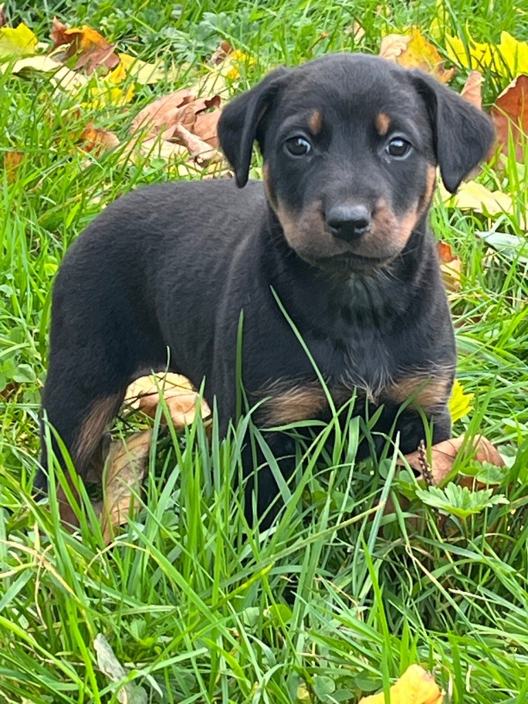 de la Cité des Grands Feux - Chiot disponible  - Berger de Beauce