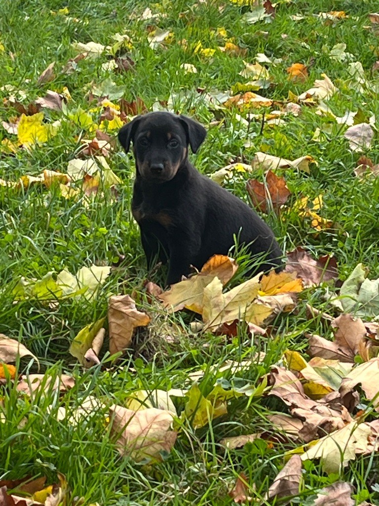 de la Cité des Grands Feux - Chiot disponible  - Berger de Beauce