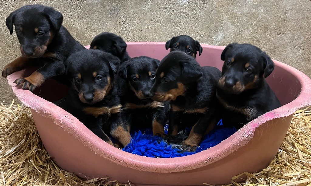 chiot Berger de Beauce de la Cité des Grands Feux