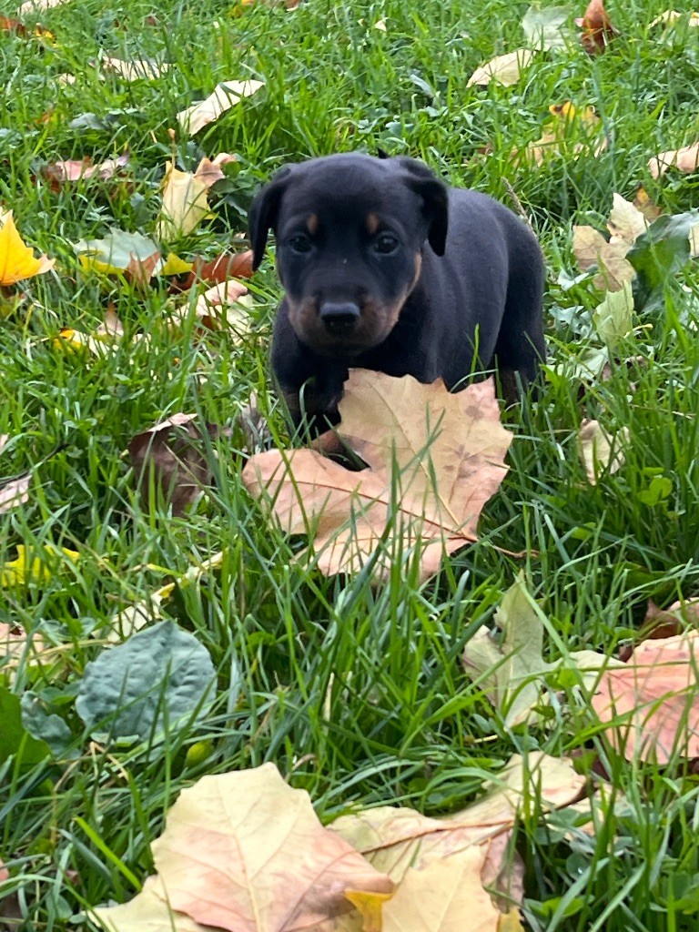 de la Cité des Grands Feux - Chiot disponible  - Berger de Beauce