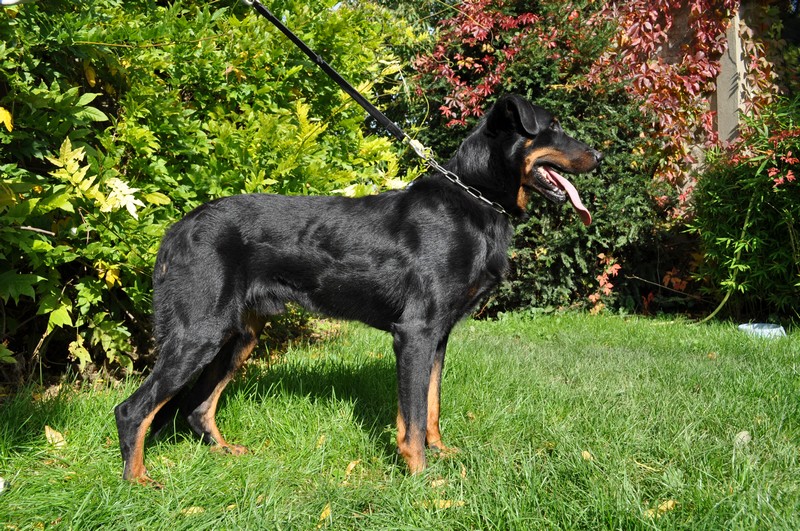 Don diego de la Cité des Grands Feux