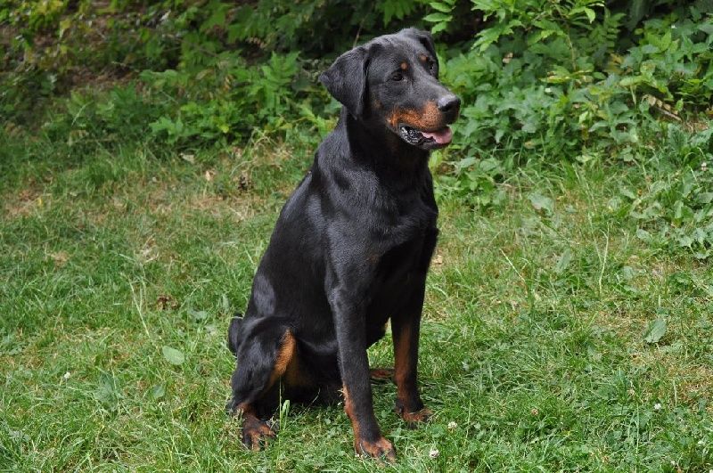 Island de la Cité des Grands Feux