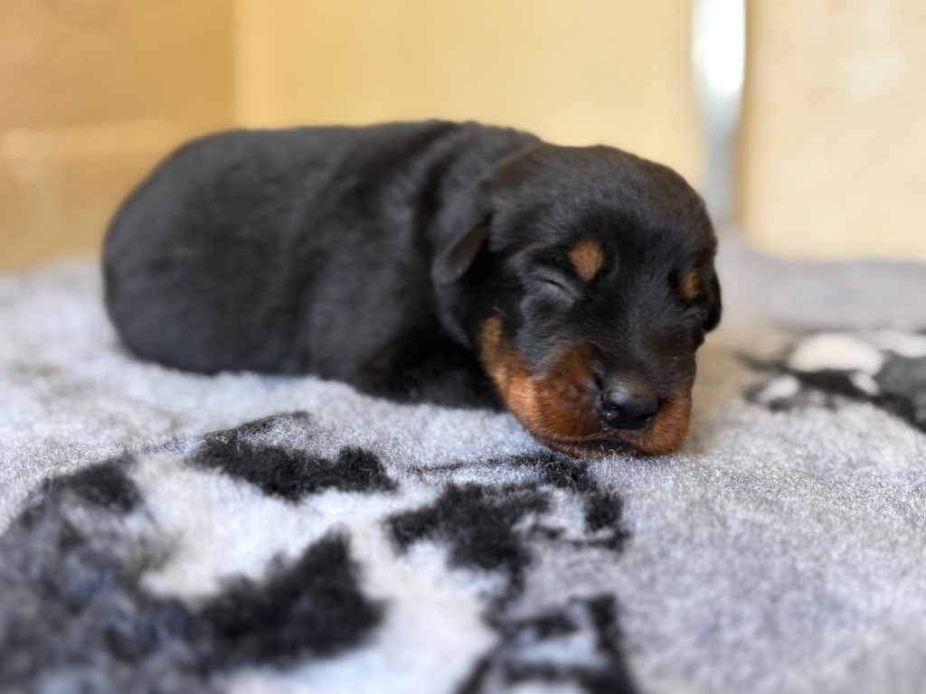 de la Cité des Grands Feux - Chiots disponibles - Berger de Beauce