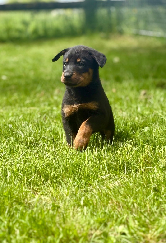 de la Cité des Grands Feux - Chiots disponibles - Berger de Beauce