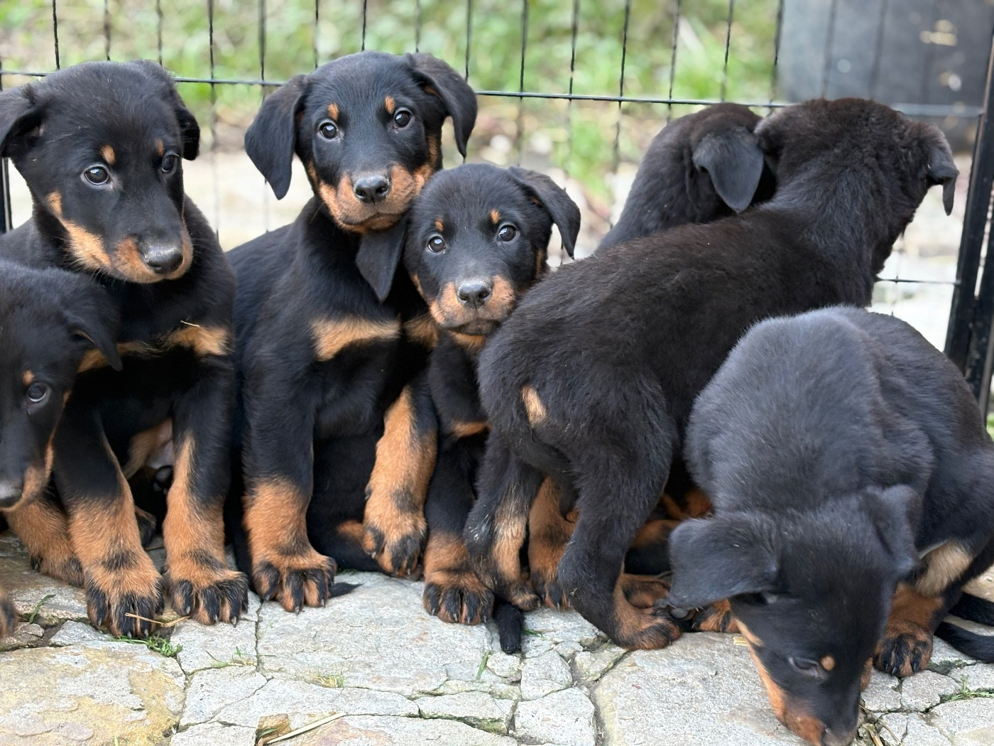 de la Cité des Grands Feux - Chiots disponibles - Berger de Beauce