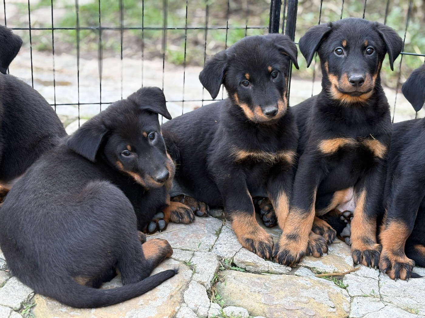 de la Cité des Grands Feux - Chiots disponibles - Berger de Beauce