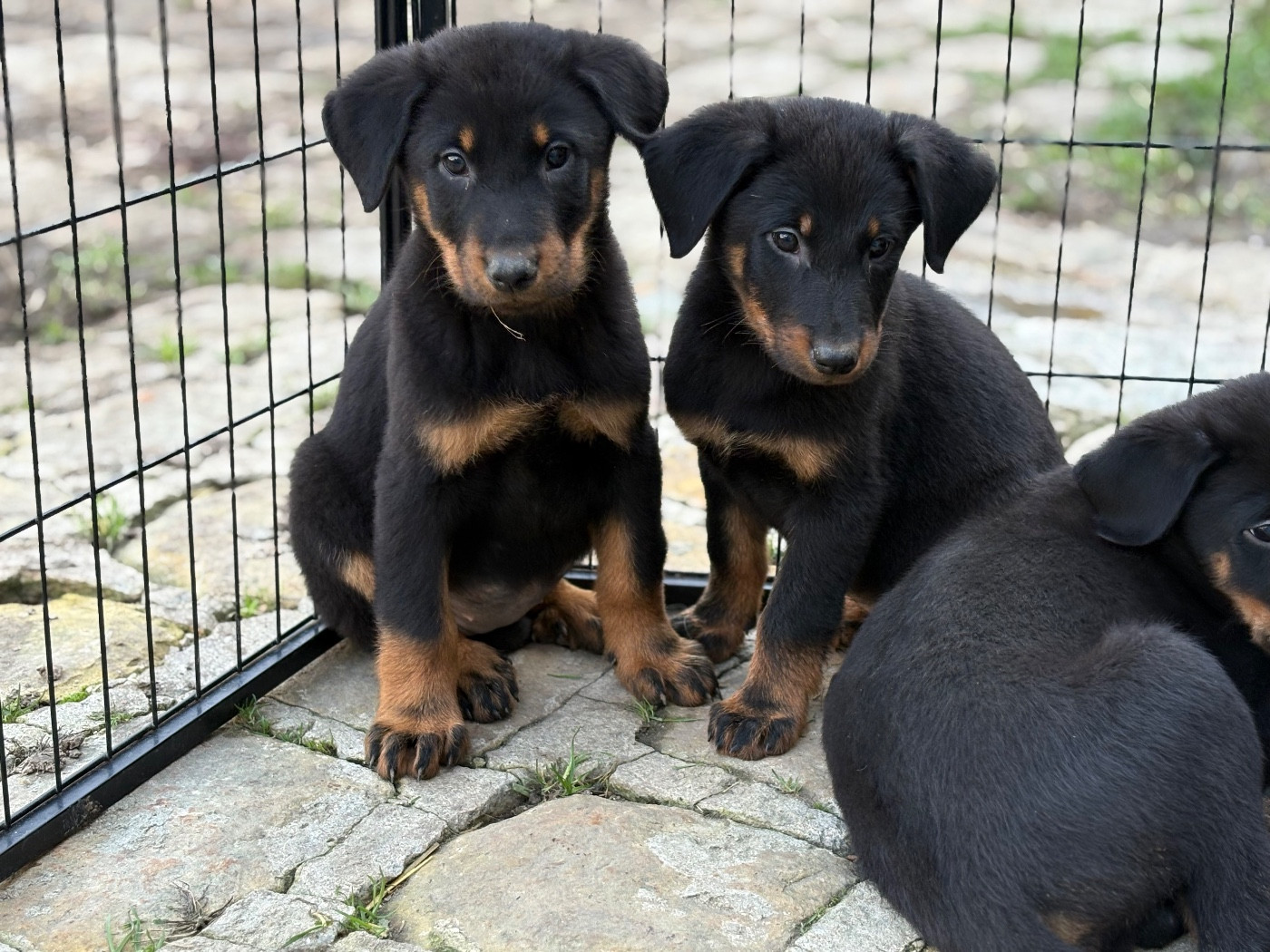 de la Cité des Grands Feux - Chiots disponibles - Berger de Beauce