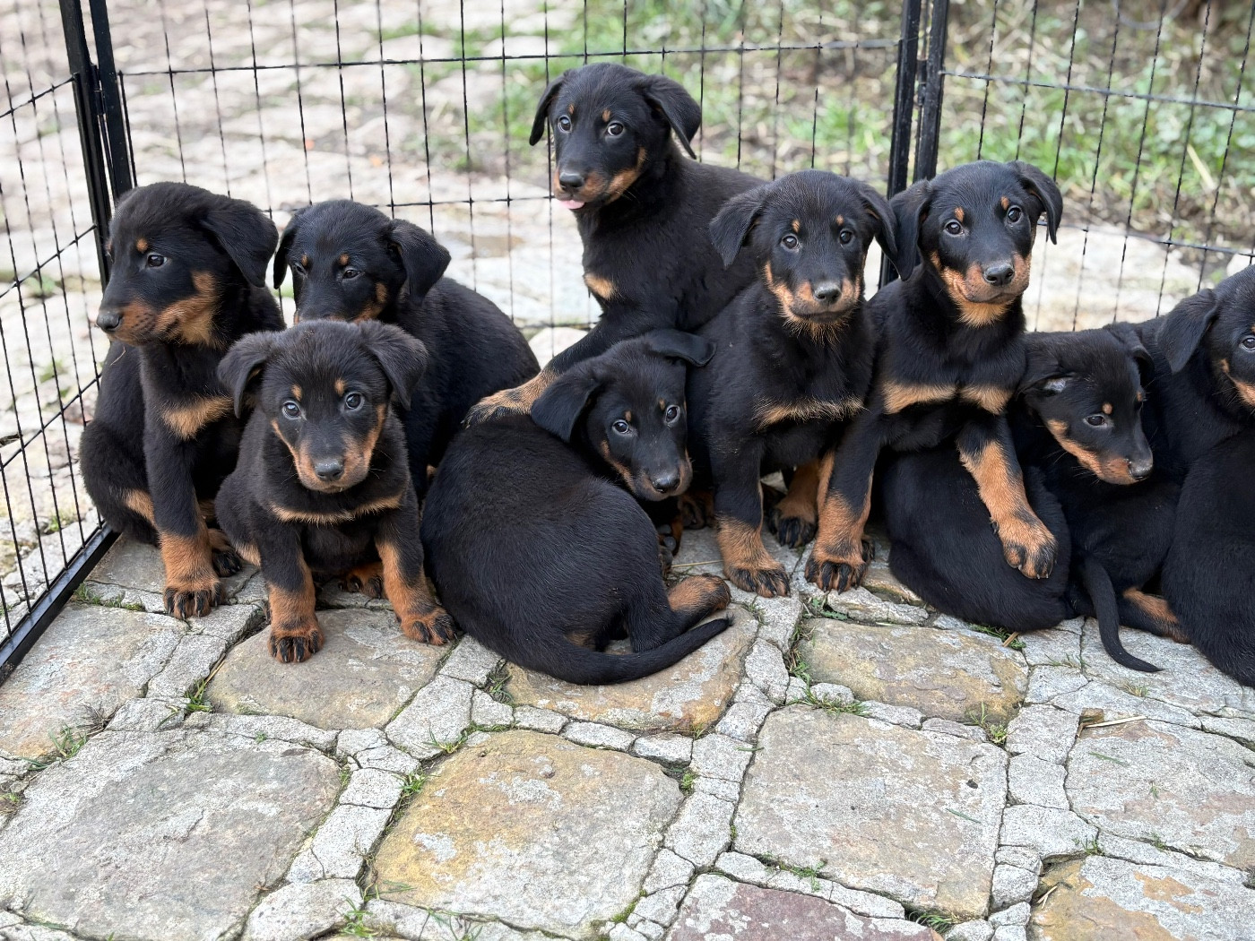 de la Cité des Grands Feux - Chiots disponibles - Berger de Beauce