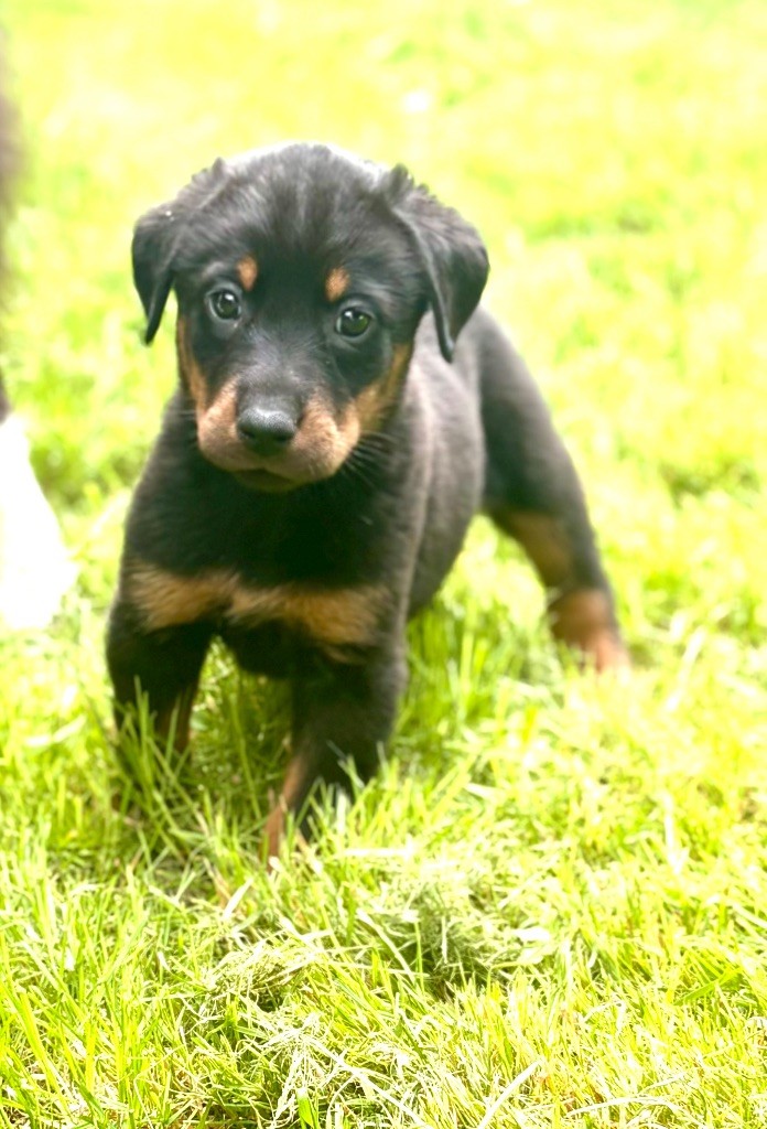 de la Cité des Grands Feux - Chiots disponibles - Berger de Beauce