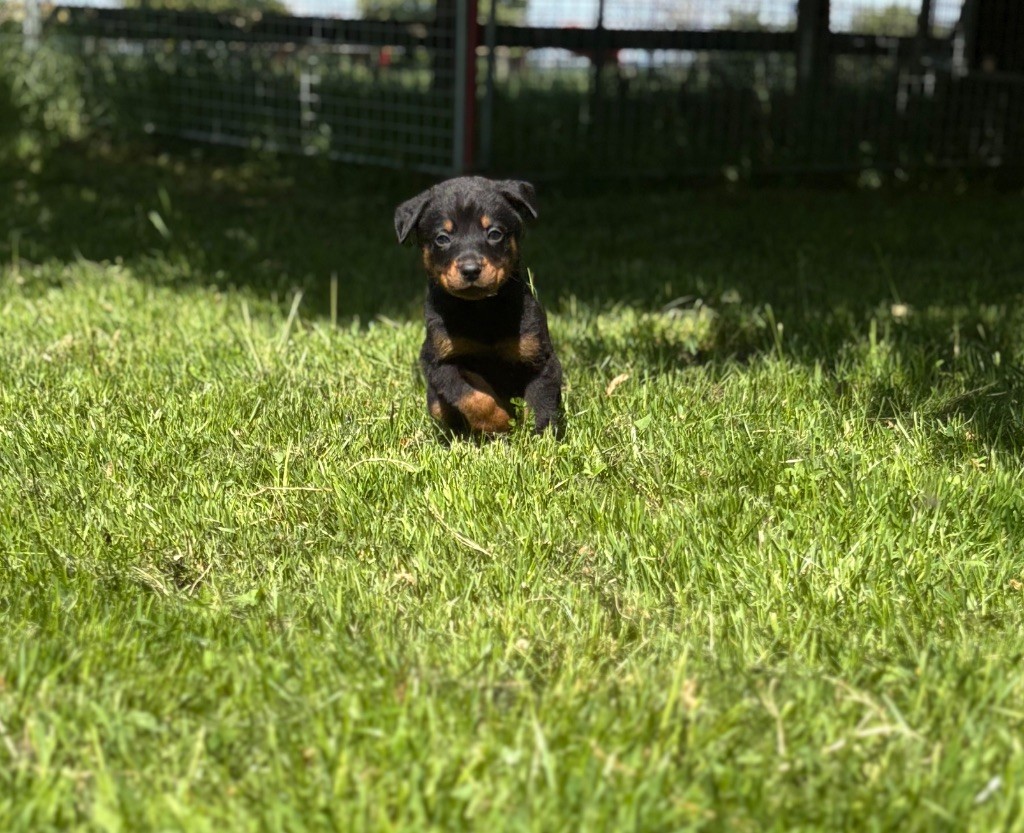 de la Cité des Grands Feux - Chiots disponibles - Berger de Beauce