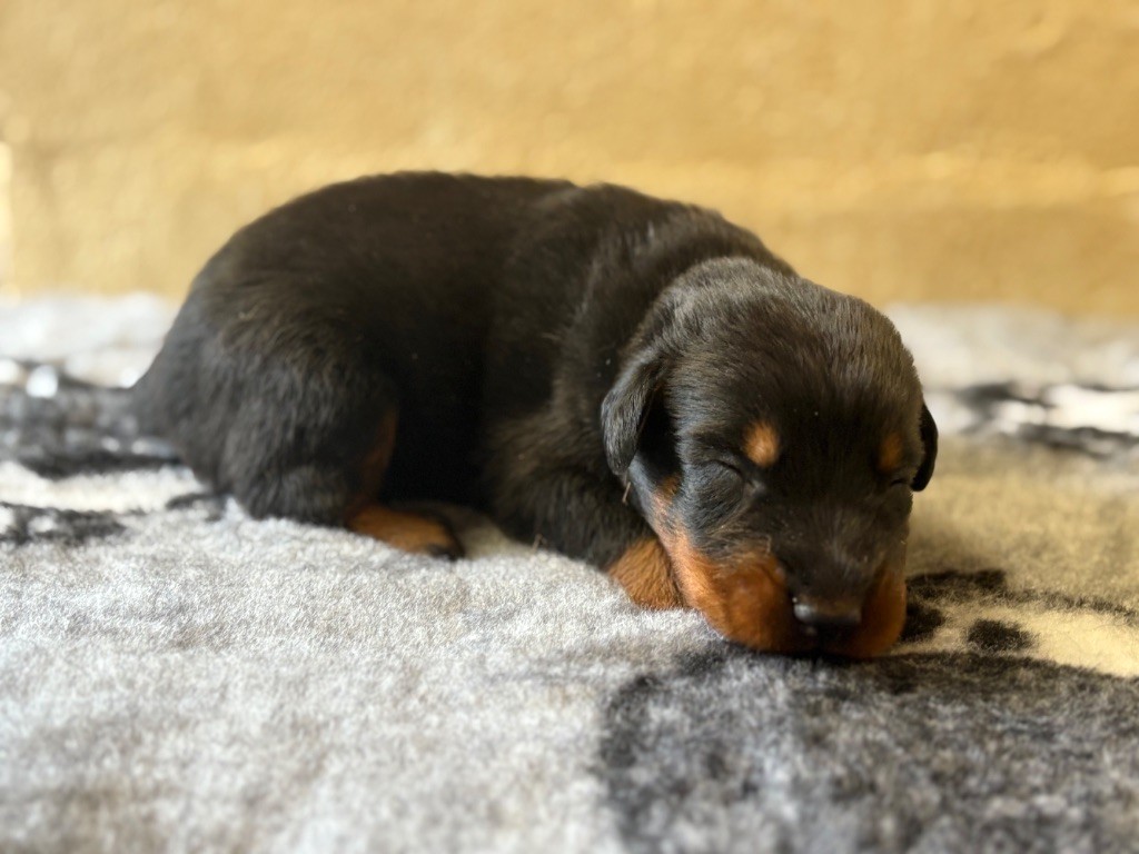 de la Cité des Grands Feux - Chiots disponibles - Berger de Beauce