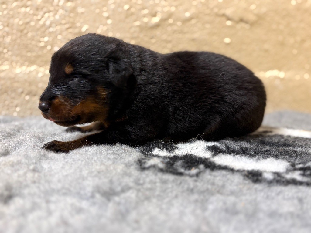 de la Cité des Grands Feux - Chiots disponibles - Berger de Beauce