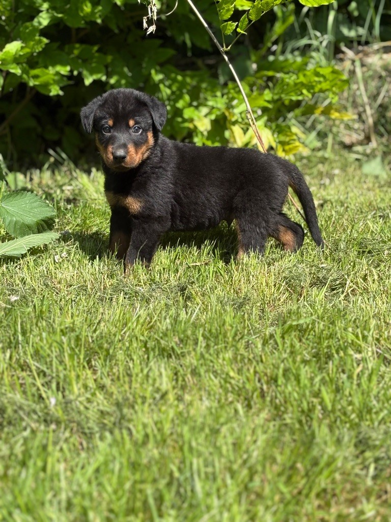 de la Cité des Grands Feux - Chiots disponibles - Berger de Beauce