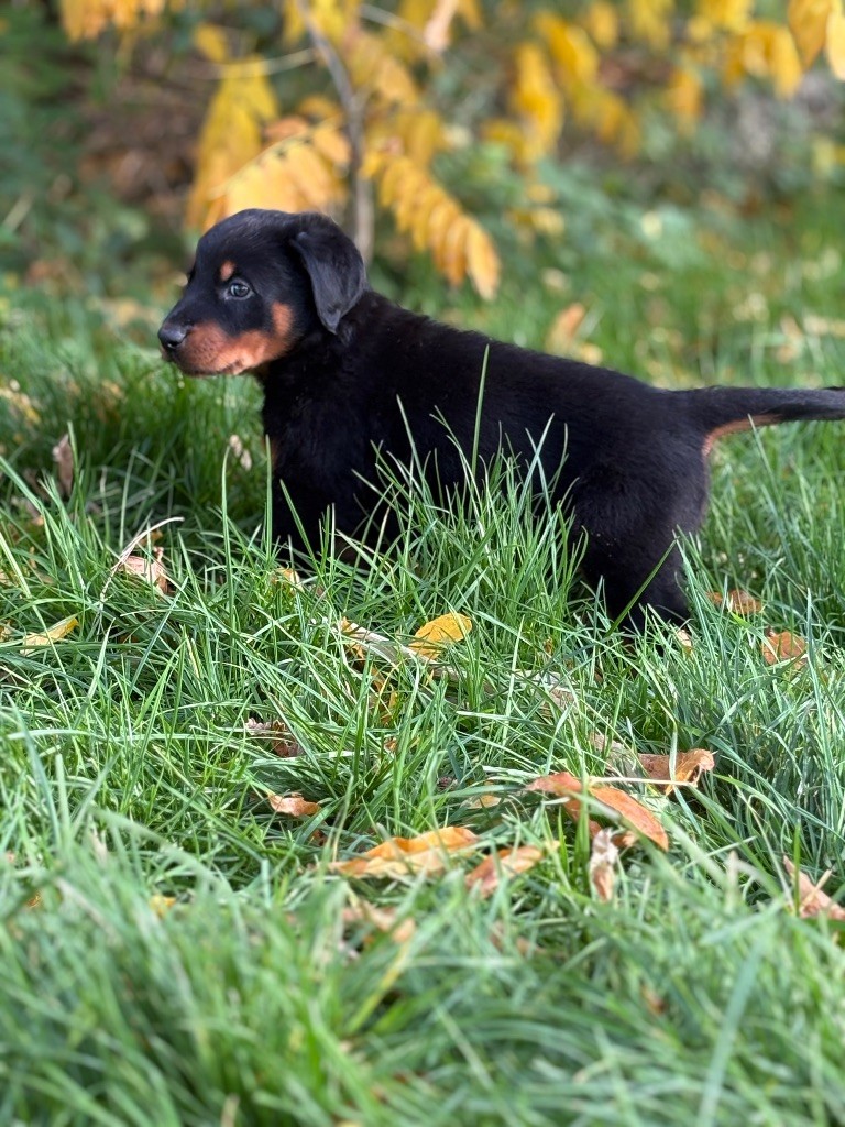 de la Cité des Grands Feux - Chiots disponibles - Berger de Beauce