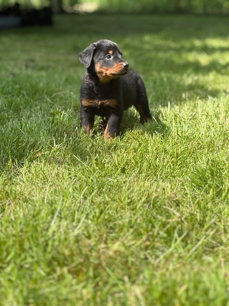 de la Cité des Grands Feux - Chiots disponibles - Berger de Beauce
