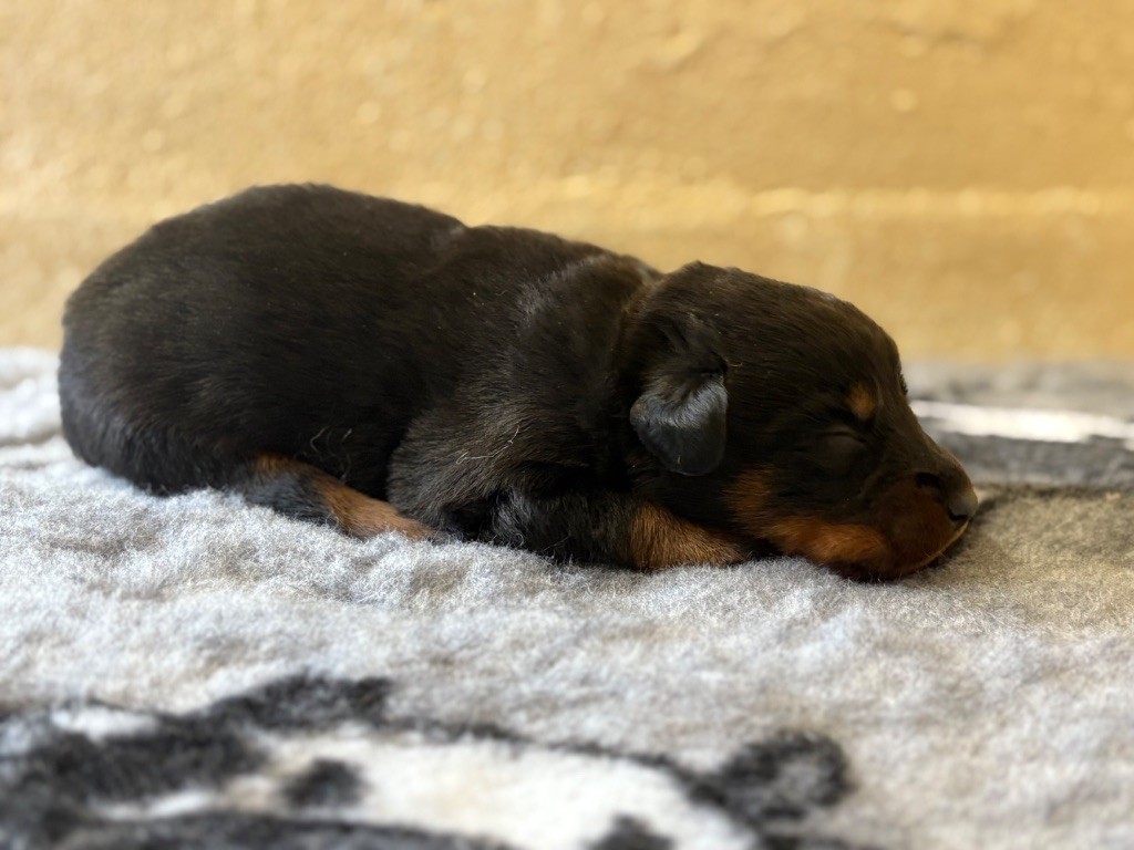 de la Cité des Grands Feux - Chiots disponibles - Berger de Beauce