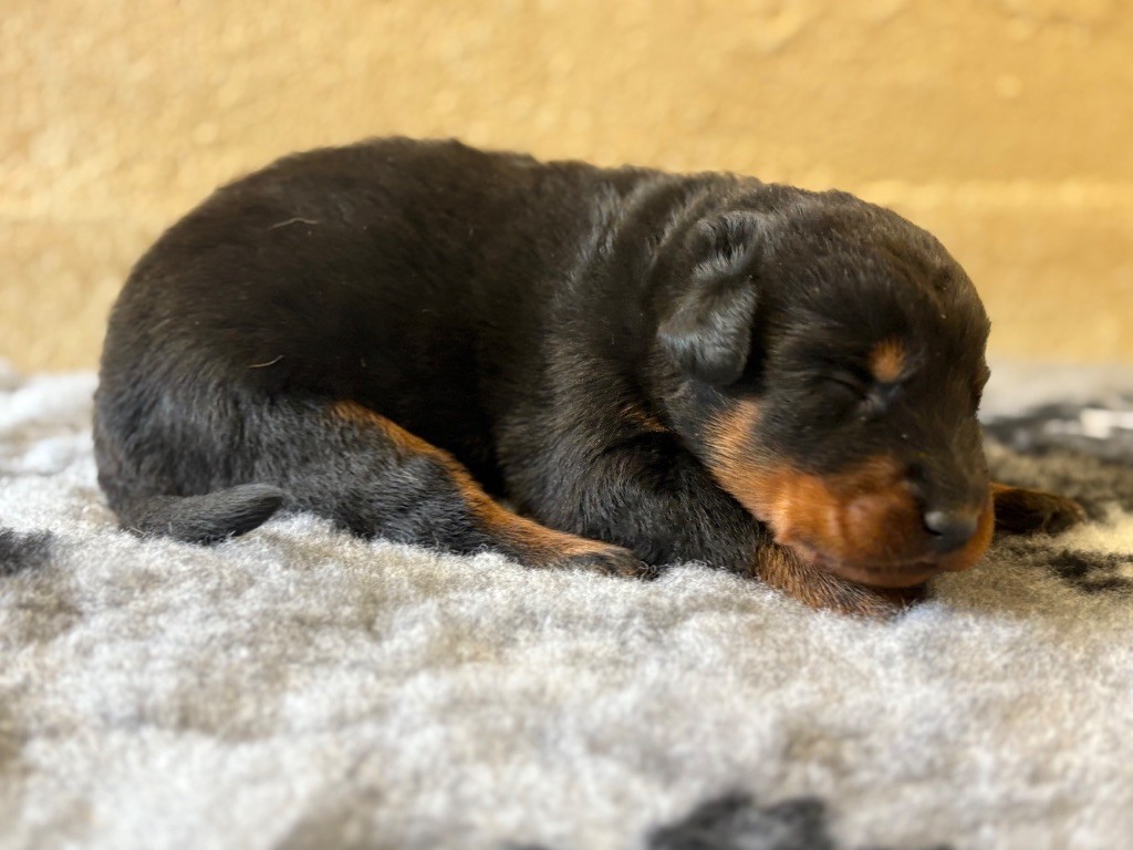 Chiot Berger de Beauce de la Cité des Grands Feux