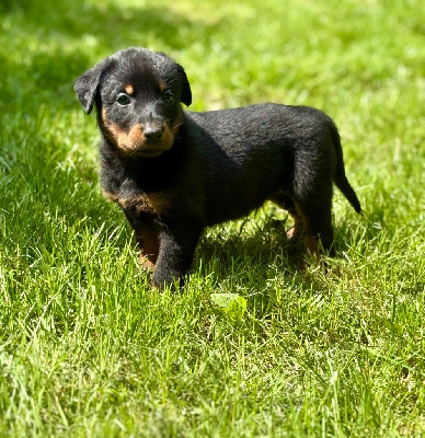 CHIOT