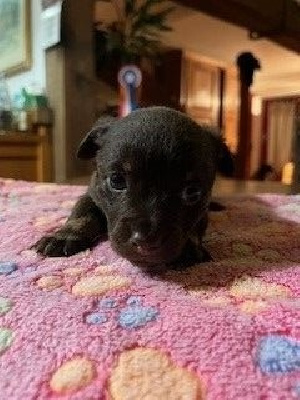 Unique Brownie