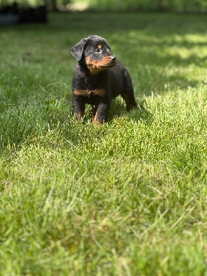 CHIOT