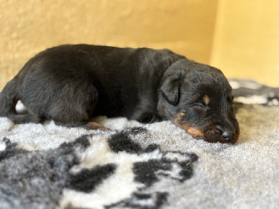 CHIOT 1