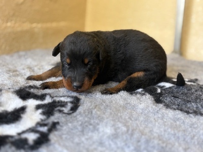 CHIOT 5