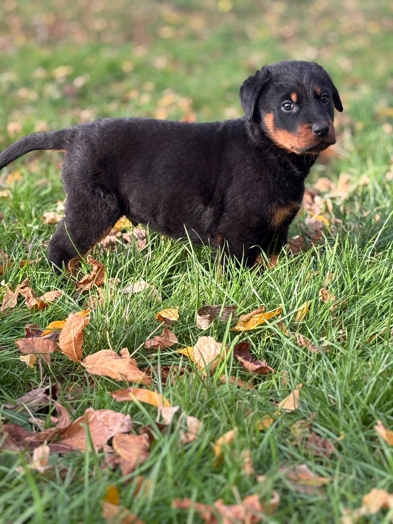 de la Cité des Grands Feux - Chiots disponibles - Berger de Beauce