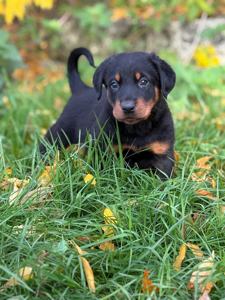 de la Cité des Grands Feux - Chiots disponibles - Berger de Beauce