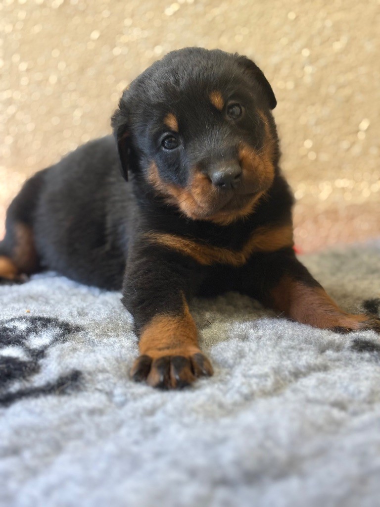 de la Cité des Grands Feux - Chiots disponibles - Berger de Beauce