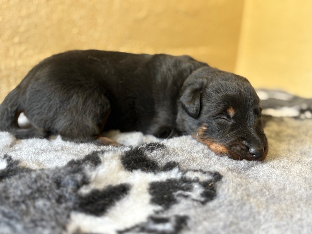 de la Cité des Grands Feux - Chiots disponibles - Berger de Beauce