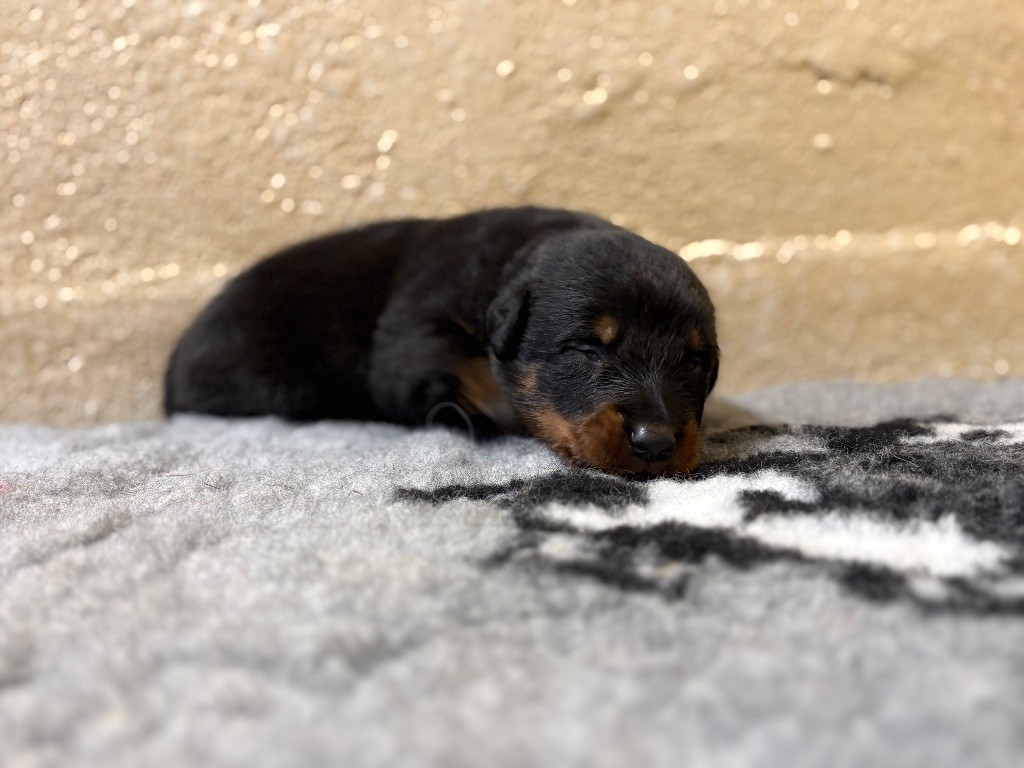 Chiot Berger de Beauce de la Cité des Grands Feux