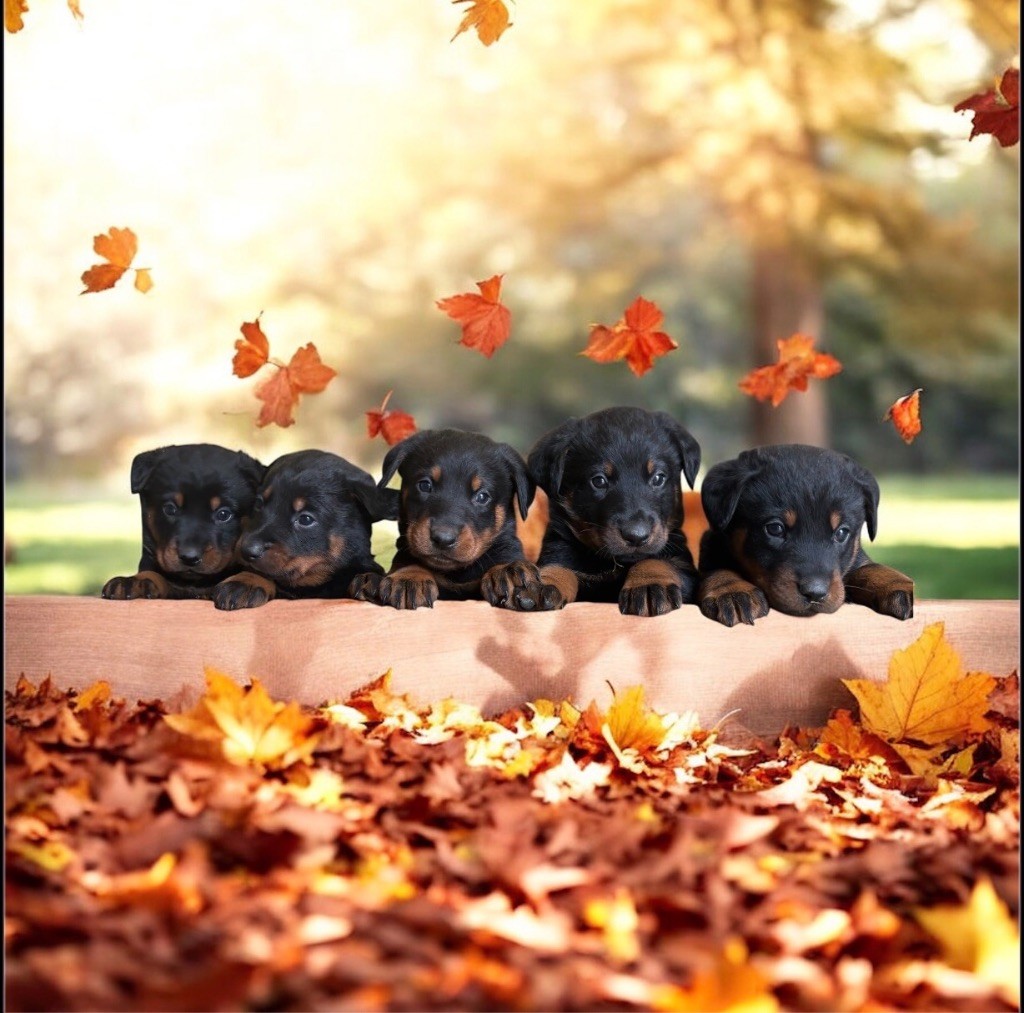 Chiot Berger de Beauce de la Cité des Grands Feux