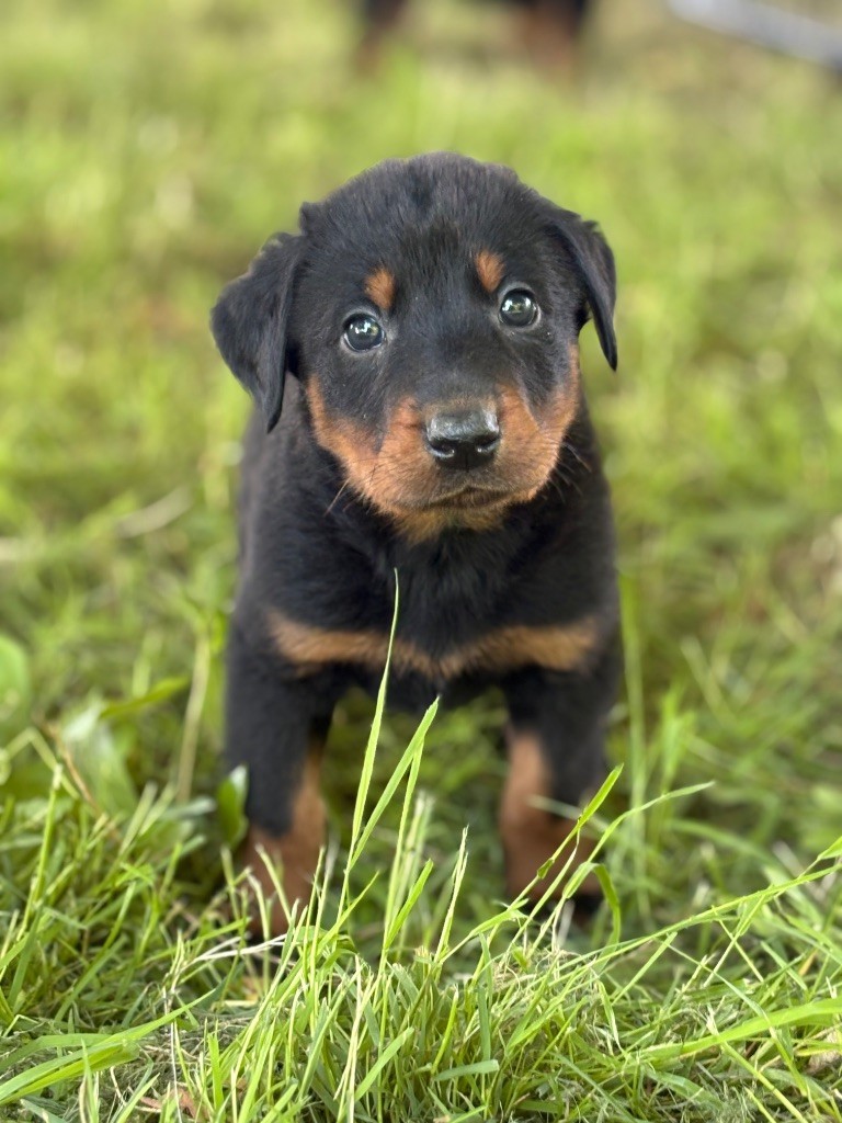 de la Cité des Grands Feux - Chiots disponibles - Berger de Beauce