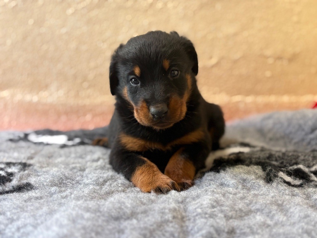 de la Cité des Grands Feux - Chiots disponibles - Berger de Beauce