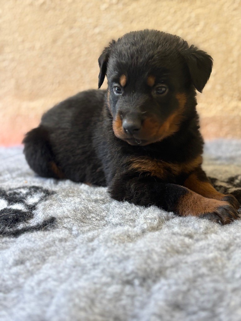 de la Cité des Grands Feux - Chiots disponibles - Berger de Beauce