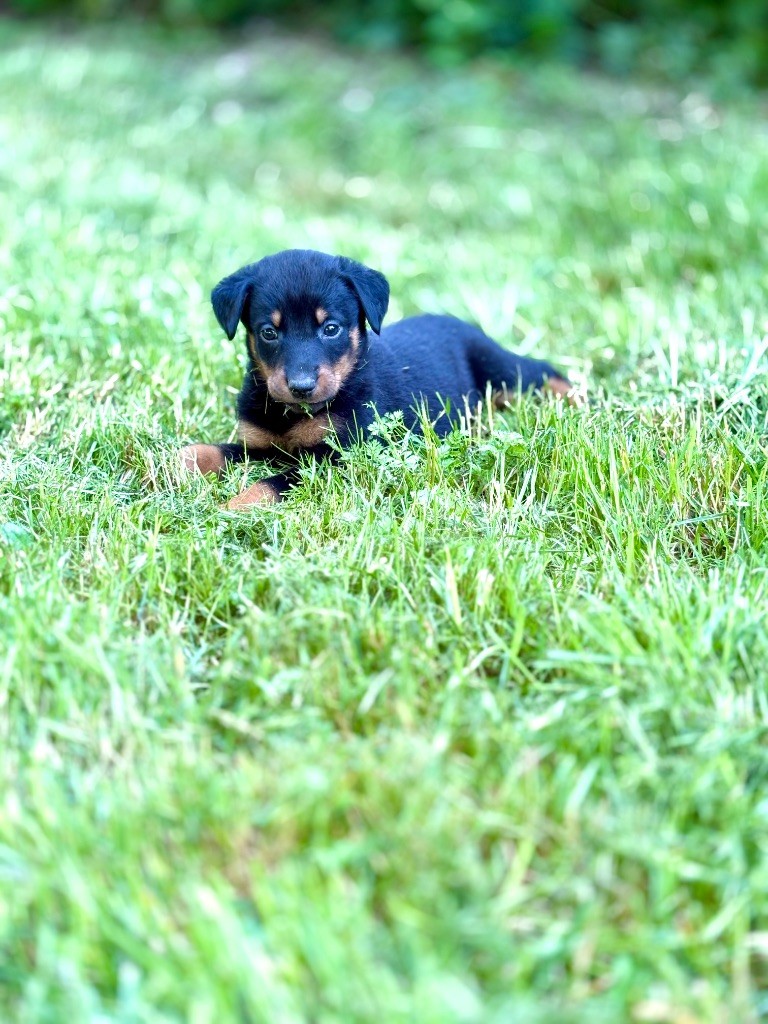 de la Cité des Grands Feux - Chiots disponibles - Berger de Beauce