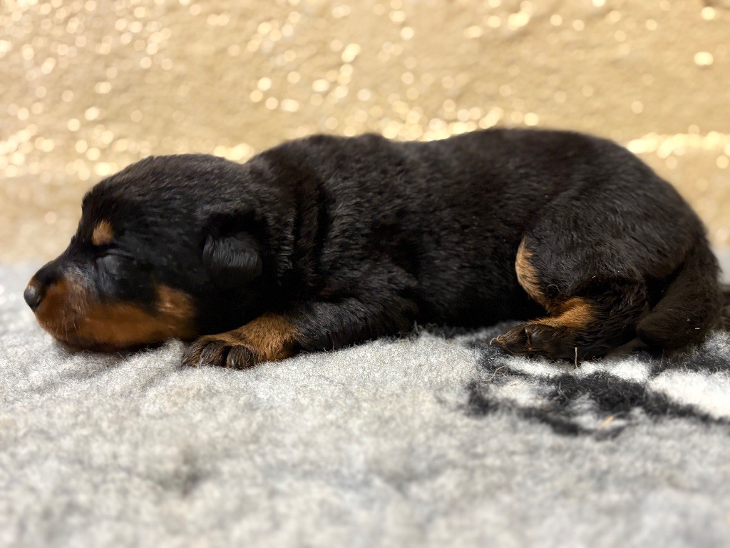 de la Cité des Grands Feux - Chiots disponibles - Berger de Beauce