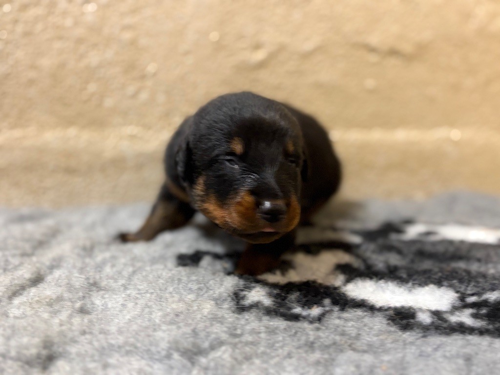 de la Cité des Grands Feux - Chiots disponibles - Berger de Beauce