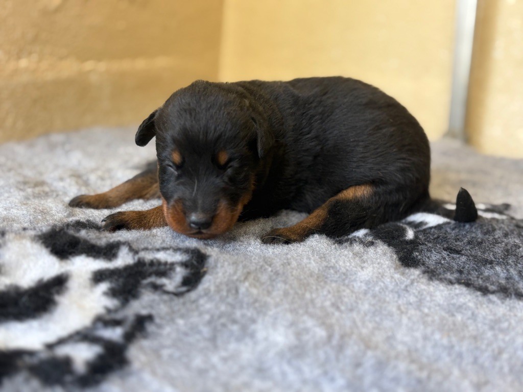 de la Cité des Grands Feux - Chiots disponibles - Berger de Beauce