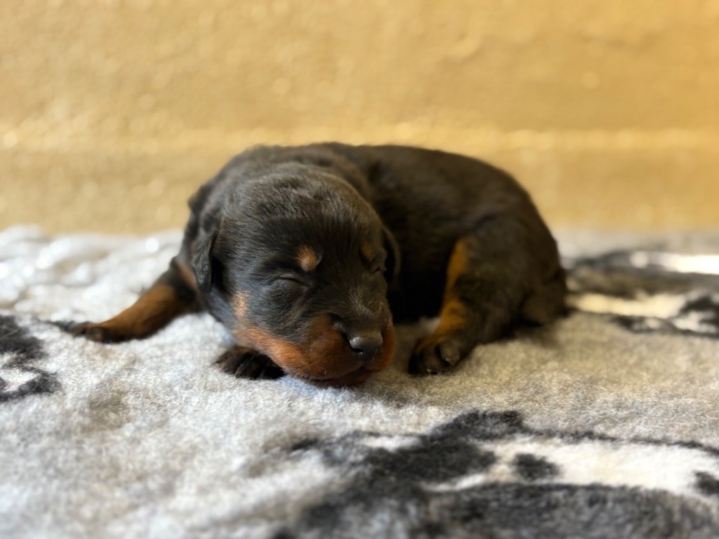 de la Cité des Grands Feux - Chiots disponibles - Berger de Beauce